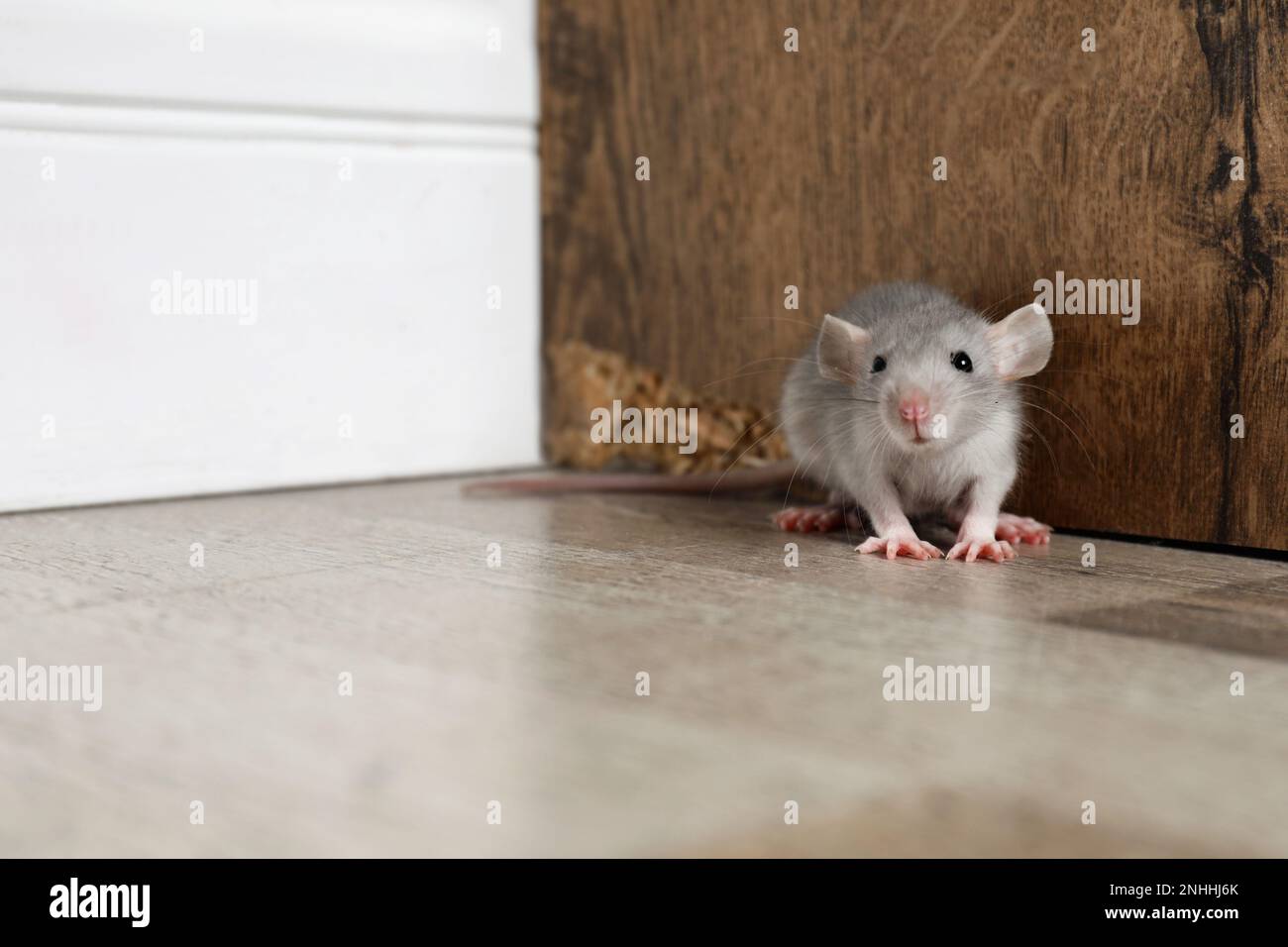 Grey rat near wooden wall on floor. Pest control Stock Photo
