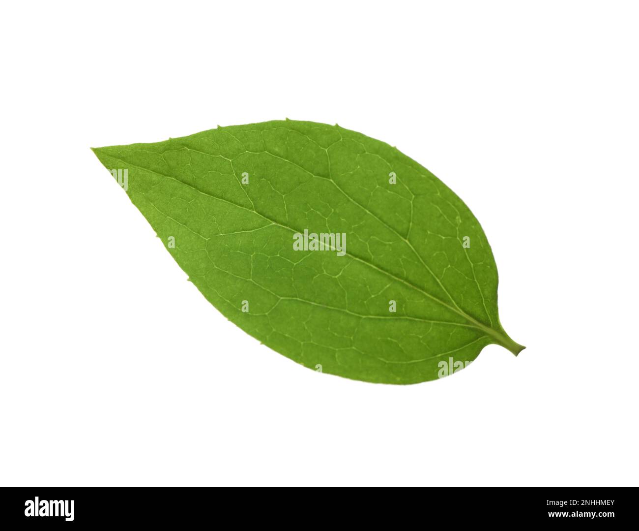Leaf of jasmine plant isolated on white Stock Photo Alamy