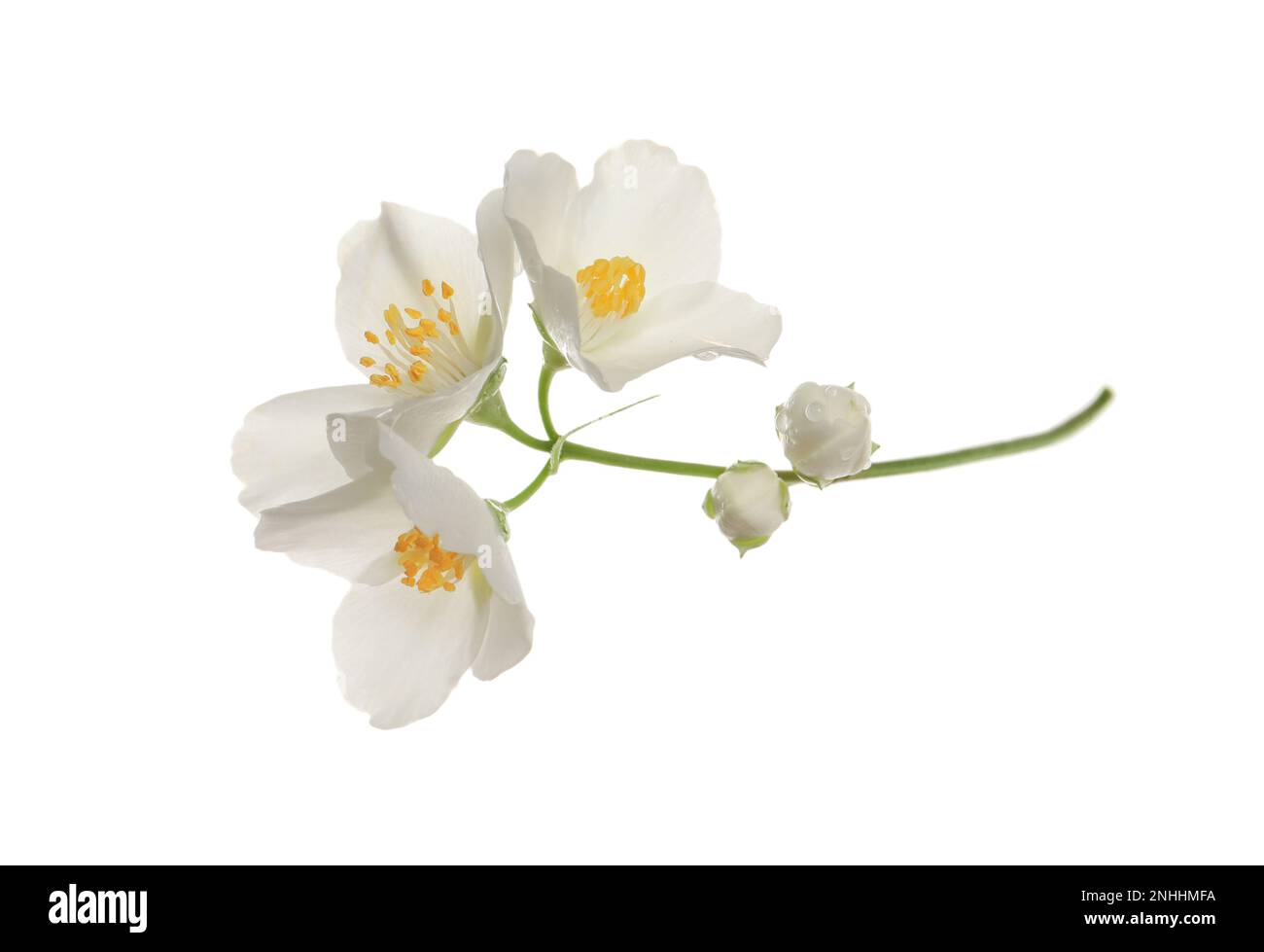 Beautiful flowers of jasmine plant isolated on white Stock Photo - Alamy