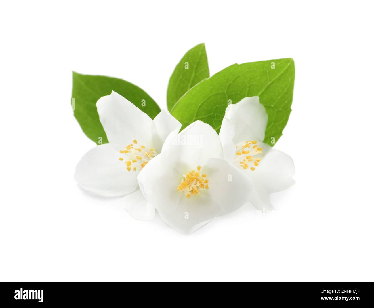 Beautiful flowers of jasmine plant with leaves on white background