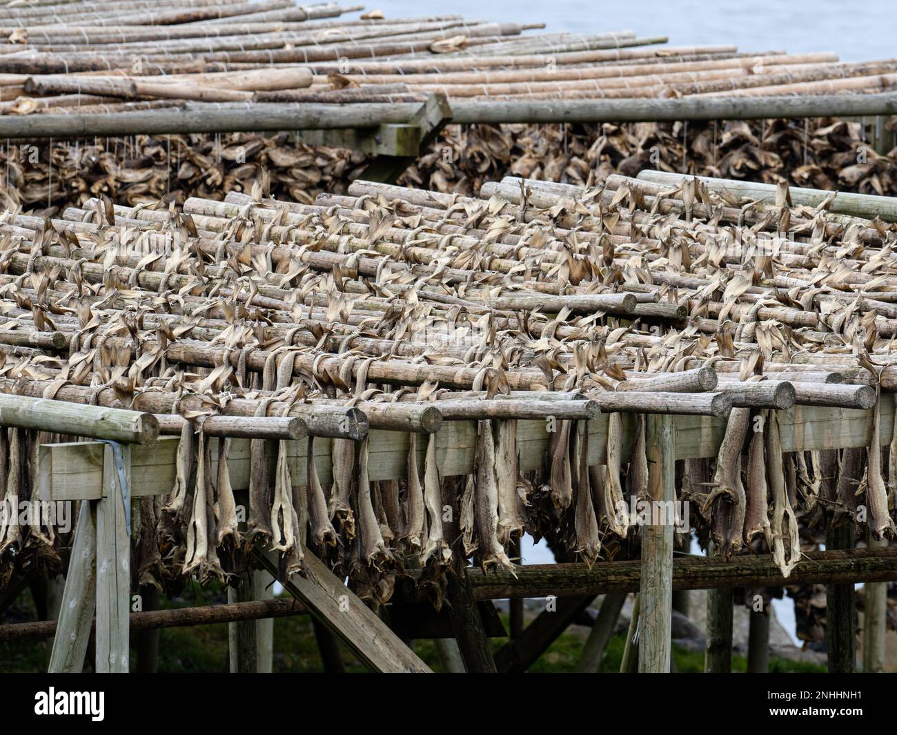 Cod drying on racks to become stockfish in the town of Reine, Moskenesøya in the Lofoten archipelago, Norway. Stock Photo