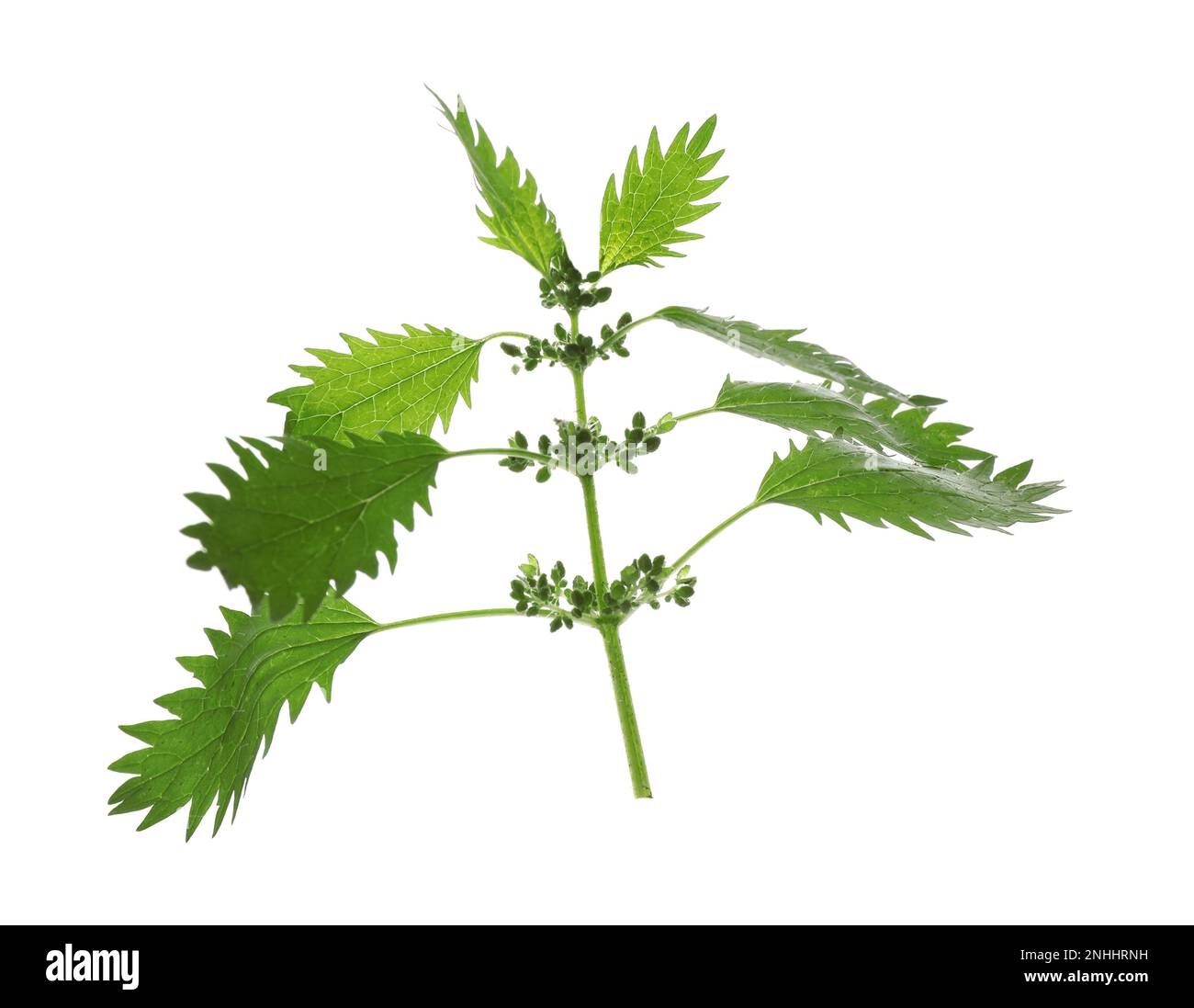 Fresh stinging nettle plant on white