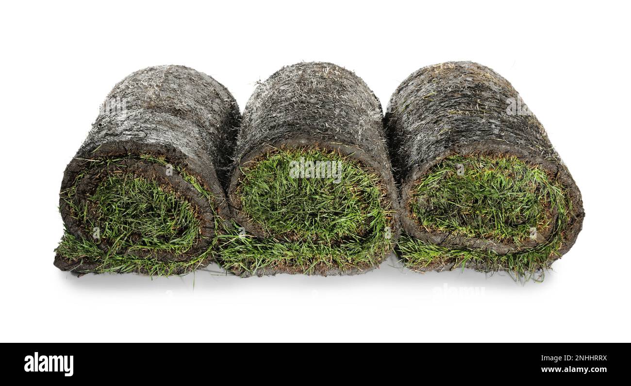 Rolls of grass sod on white background Stock Photo Alamy
