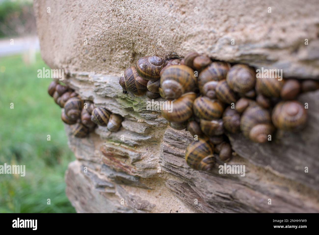 Garden snails many hi-res stock photography and images - Alamy