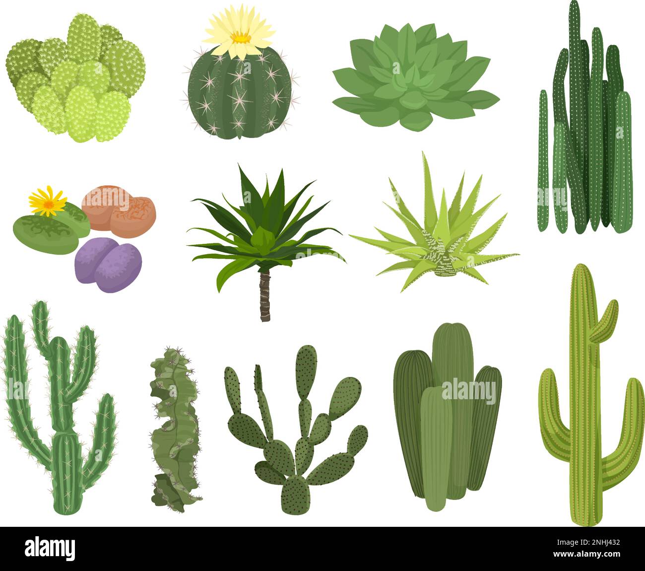 Cactuses flat icon set different types and sizes with flowers and without  vector illustration Stock Vector Image & Art - Alamy