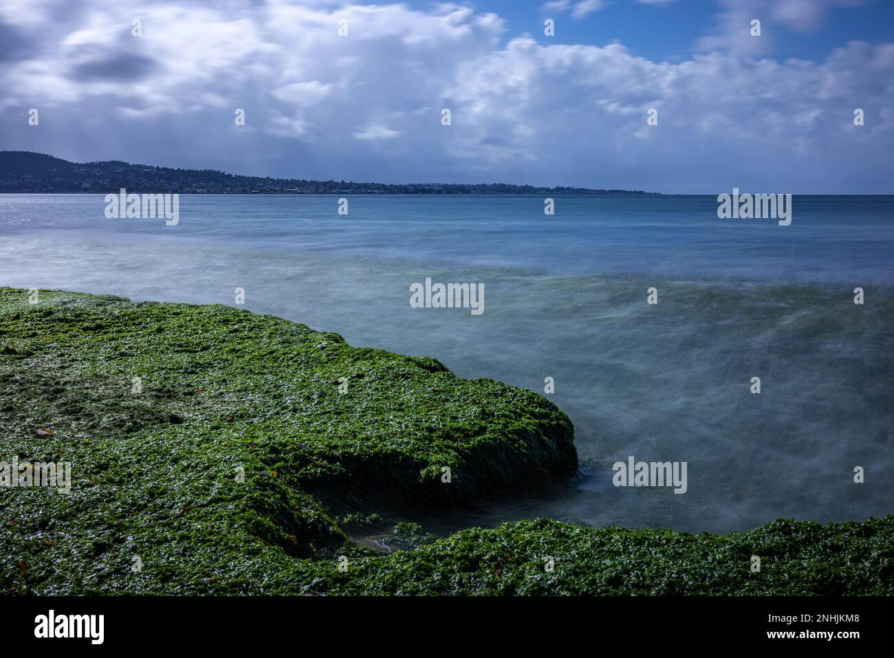 Sea lettuce washed up on Del Monte Beach in Monterey CA Stock Photo