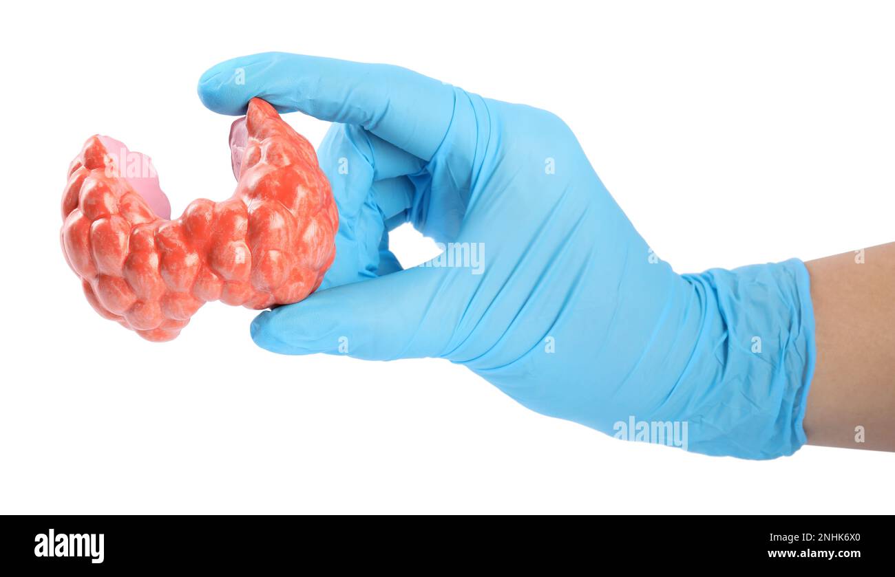 Doctor holding plastic model of afflicted thyroid on white background, closeup Stock Photo