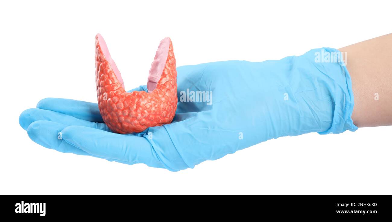 Doctor holding plastic model of healthy thyroid on white background, closeup Stock Photo
