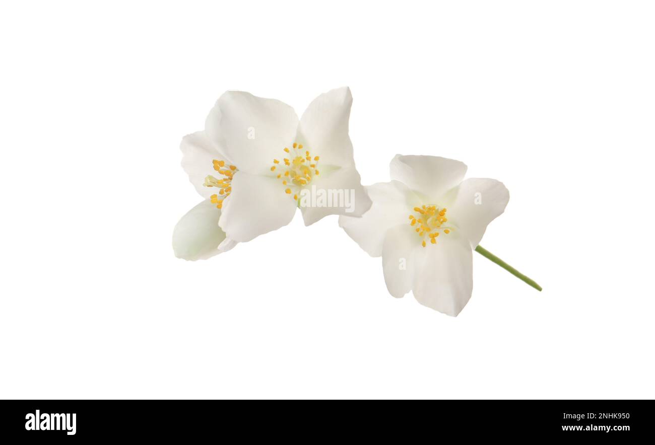 Beautiful flowers of jasmine plant isolated on white Stock Photo - Alamy