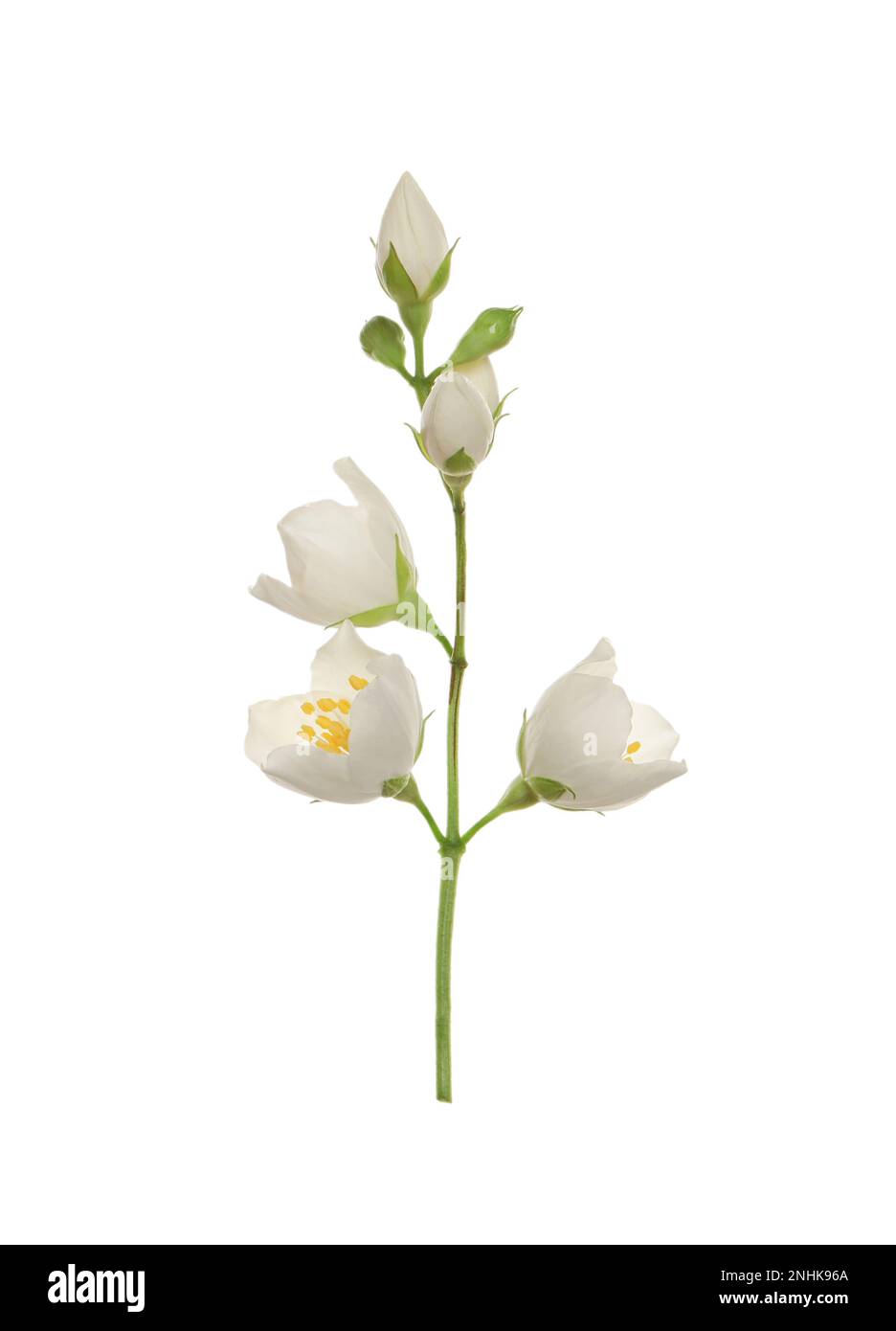 Beautiful flowers of jasmine plant isolated on white Stock Photo - Alamy