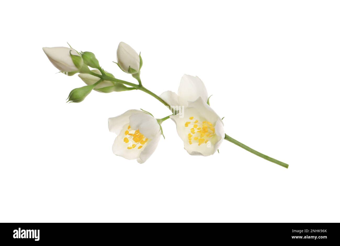Beautiful flowers of jasmine plant isolated on white Stock Photo - Alamy
