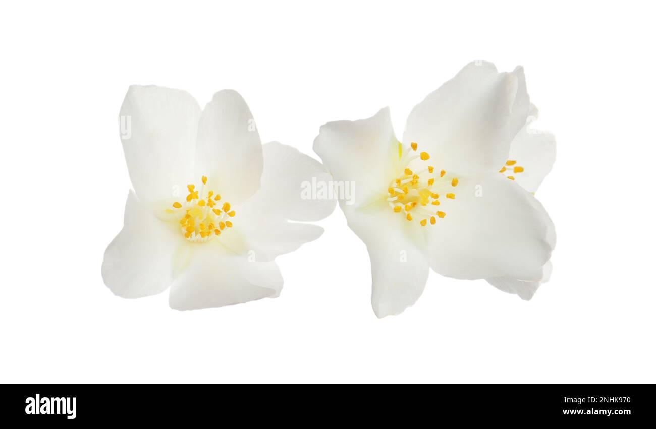 Beautiful flowers of jasmine plant isolated on white Stock Photo - Alamy