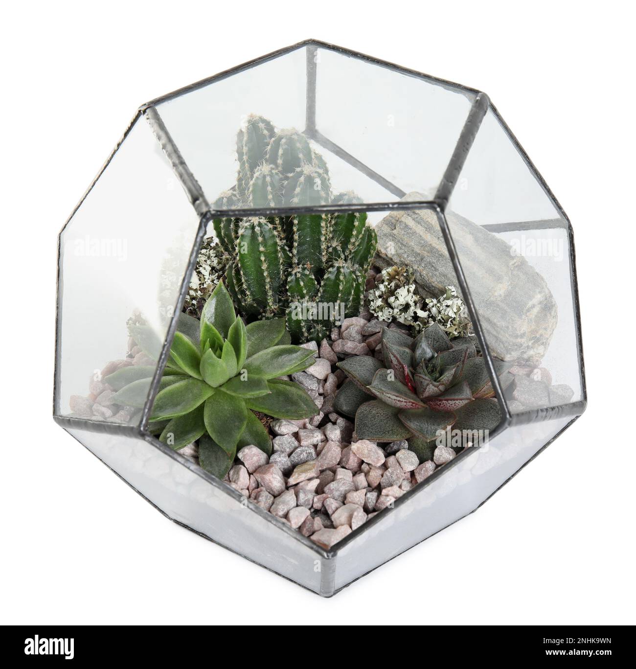 Glass florarium vase with succulents isolated on white, top view Stock ...