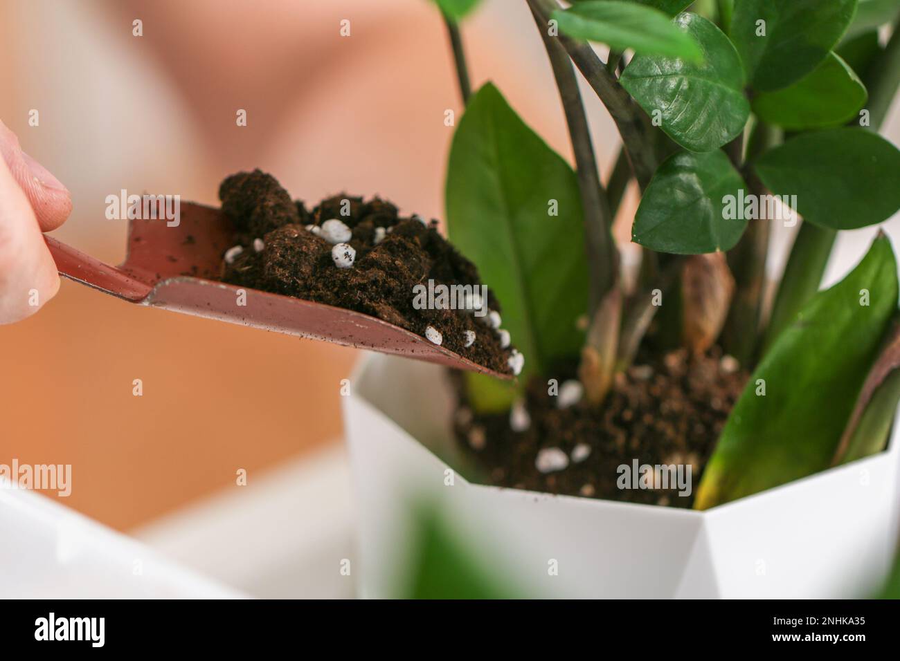 Transplanting zamiokulkas from a small pot to a large one. A man puts soil in a new pot with a home plant. Spring gardening. Stock Photo