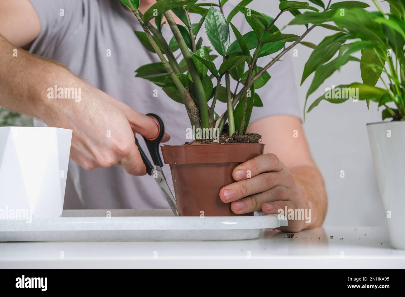 Transplanting zamiokulkas from a small pot to a large one. A man cuts an old pot with scissors to pull out a houseplant with overgrown bulbs. Spring gardening. Stock Photo