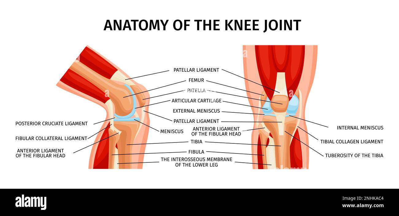 Healthy knee joint anatomy front and side view diagram realistic infographics with labelled parts vector illustration Stock Vector