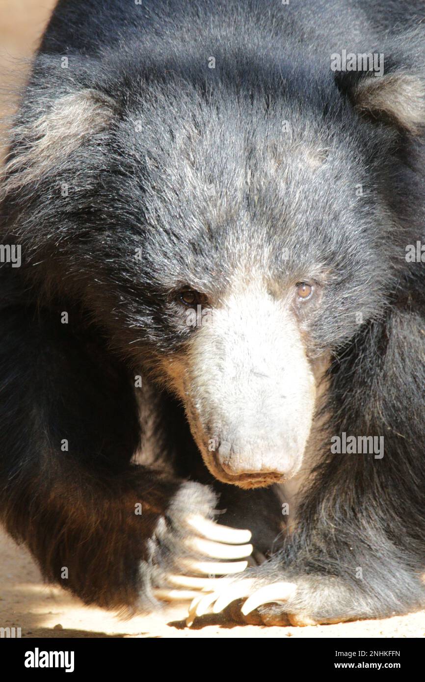 Sloth Bear in the Wild, Sri Lanka Stock Photo Alamy