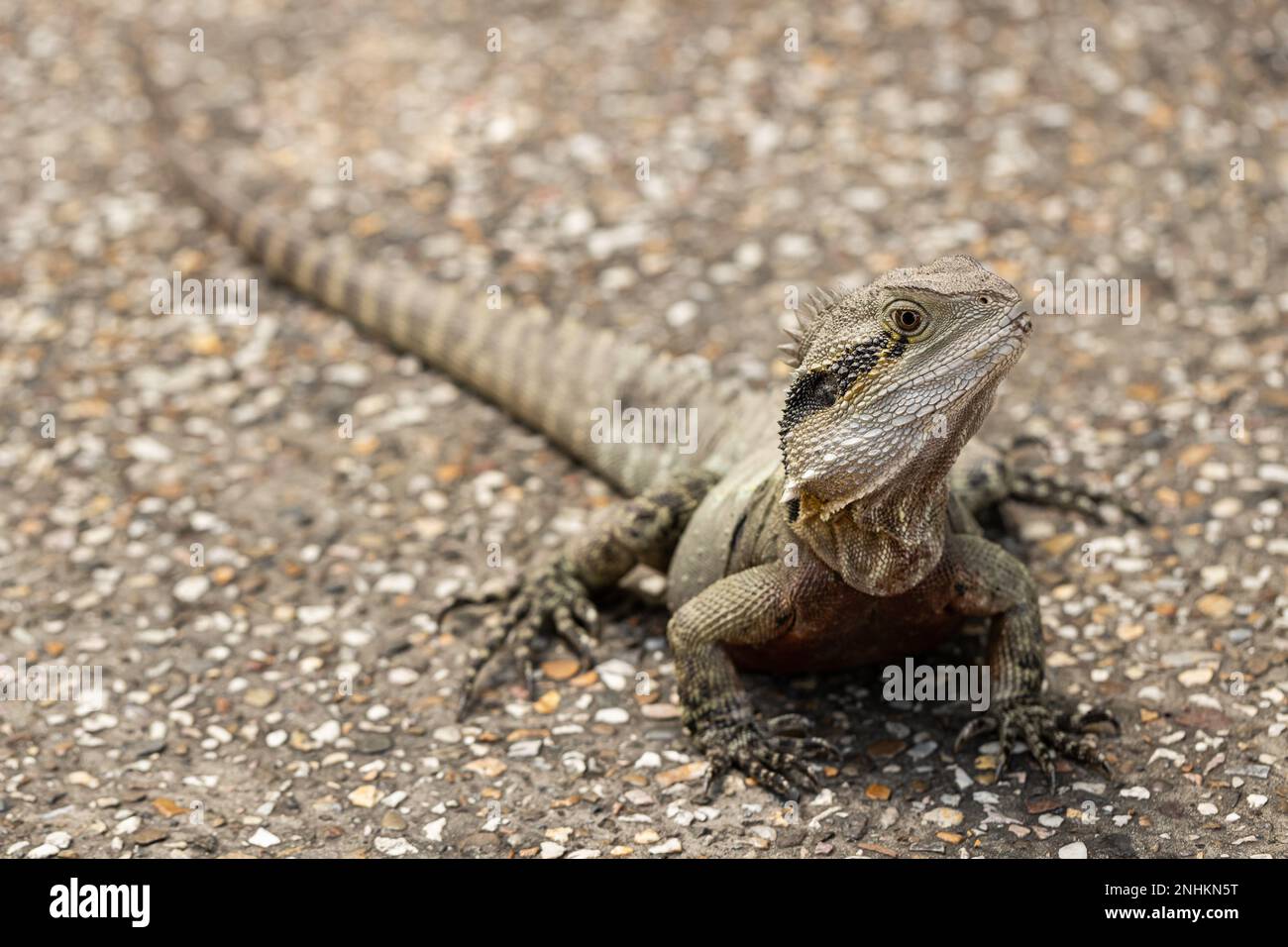 A wild Eastern australian water dragon (Intellagama lesueurii) Stock Photo