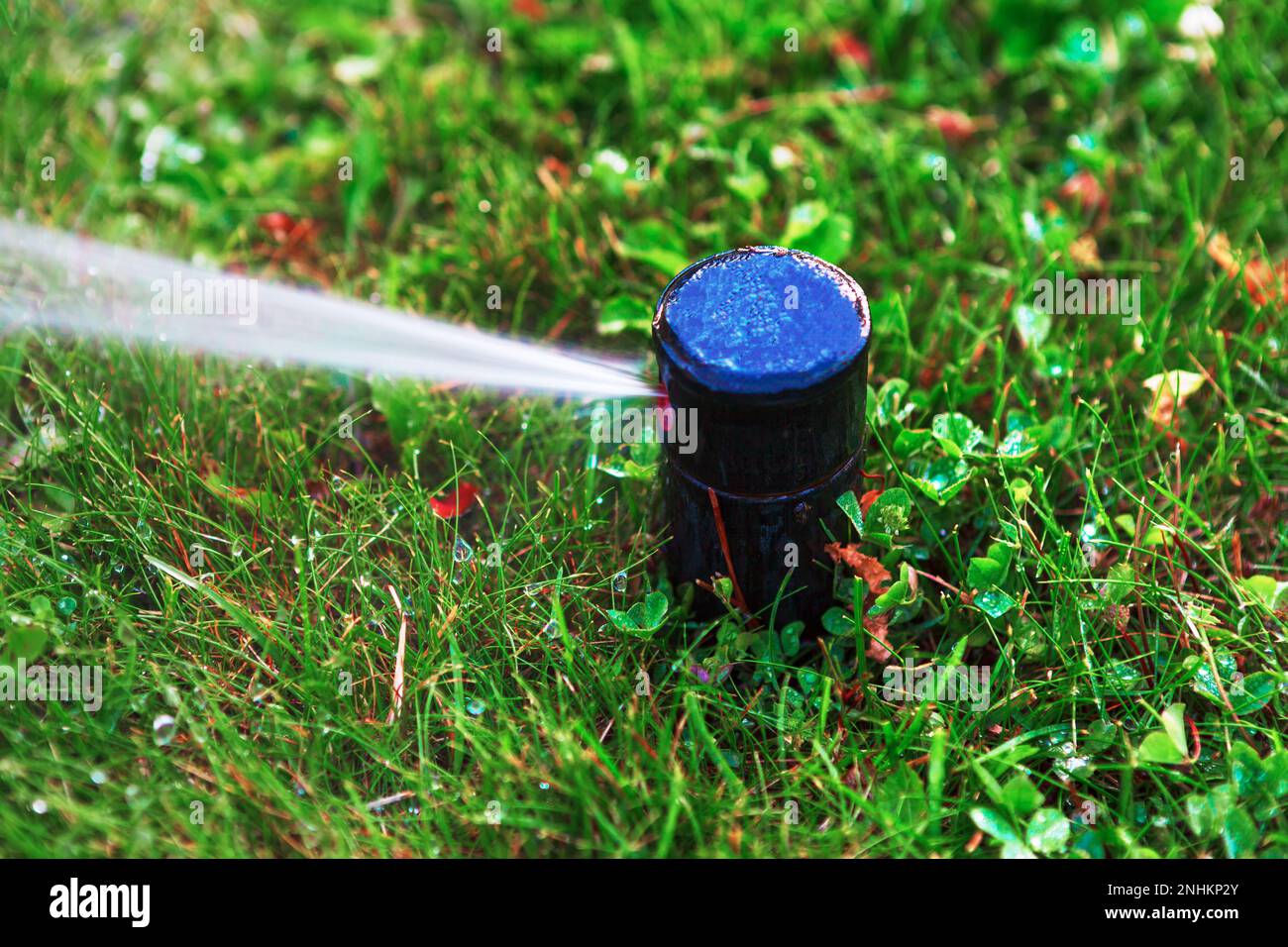 Lawn irrigation system . Water sprinkler in green grass Stock Photo Alamy