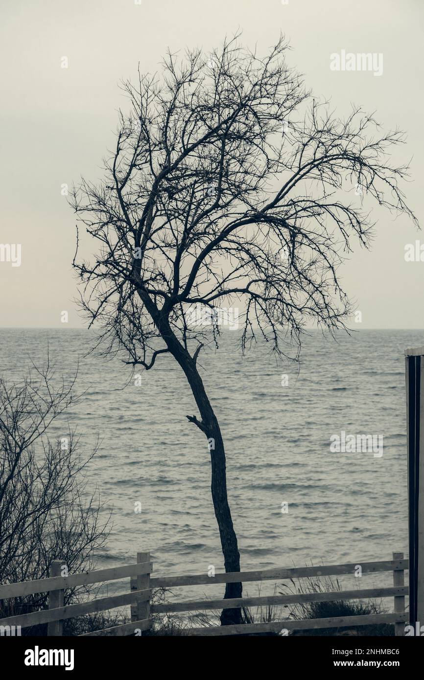Lonely tree silhouette sea hi-res stock photography and images - Alamy