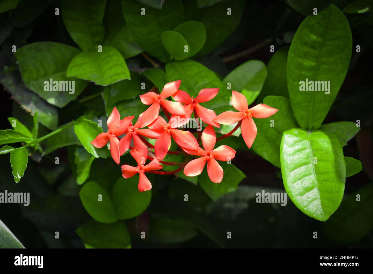 Ixora chinensis, commonly known as Chinese ixora, is a species of plant of the genus Ixora. Rubiaceae flower, Ixora coccinea in the garden Stock Photo