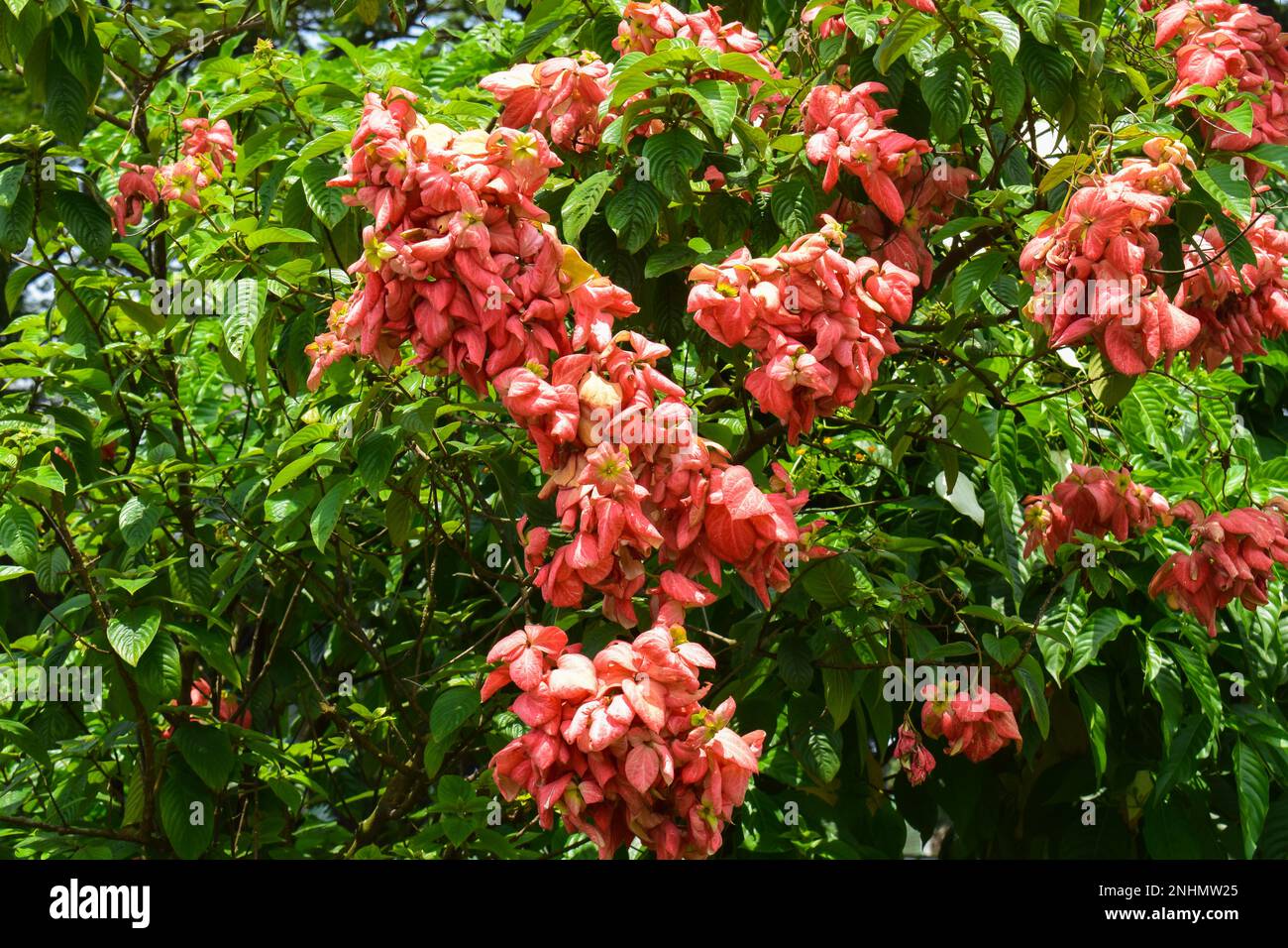 Mussaenda or Nusa Indah pink flowers that bloom beautifully for garden decoration Stock Photo