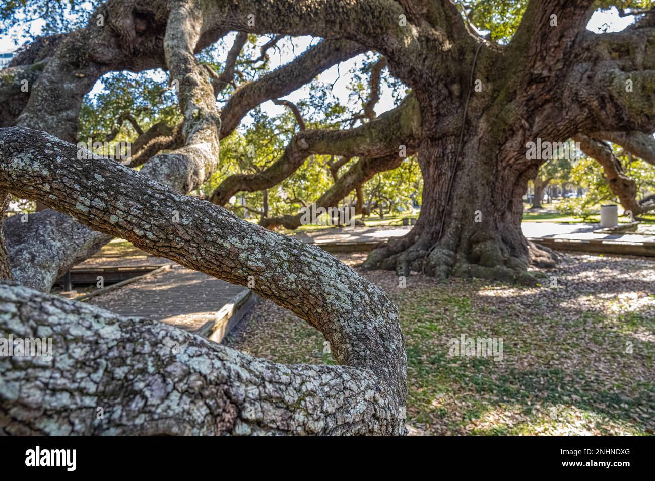 Twisting branches of Treaty Oak, an ancient Florida live oak tree at Jessie Ball duPont Park in downtown Jacksonville, Florida. (USA) Stock Photo