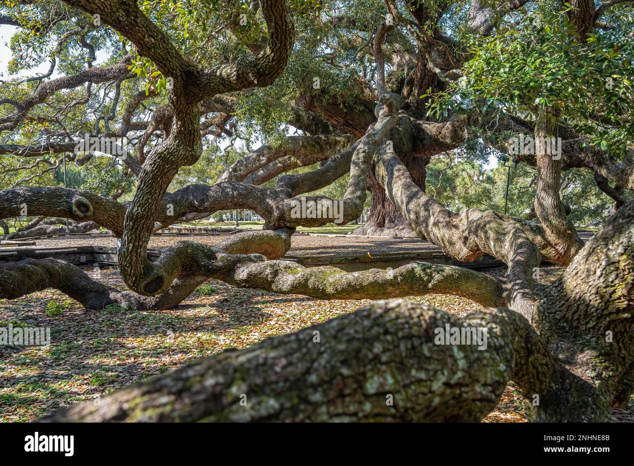 Twisting branches of Treaty Oak, an ancient Florida live oak tree at