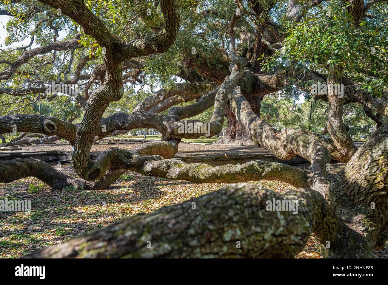 Twisting branches of Treaty Oak, an ancient Florida live oak tree at Jessie Ball duPont Park in downtown Jacksonville, Florida. (USA) Stock Photo