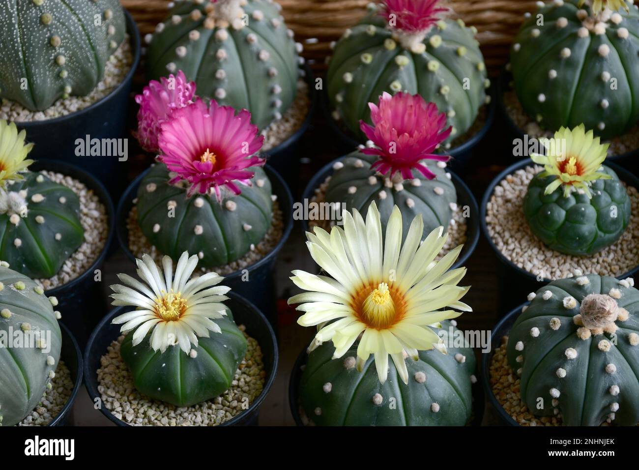 Full basket of blooming Astrophytum asterias flowers. Stock Photo