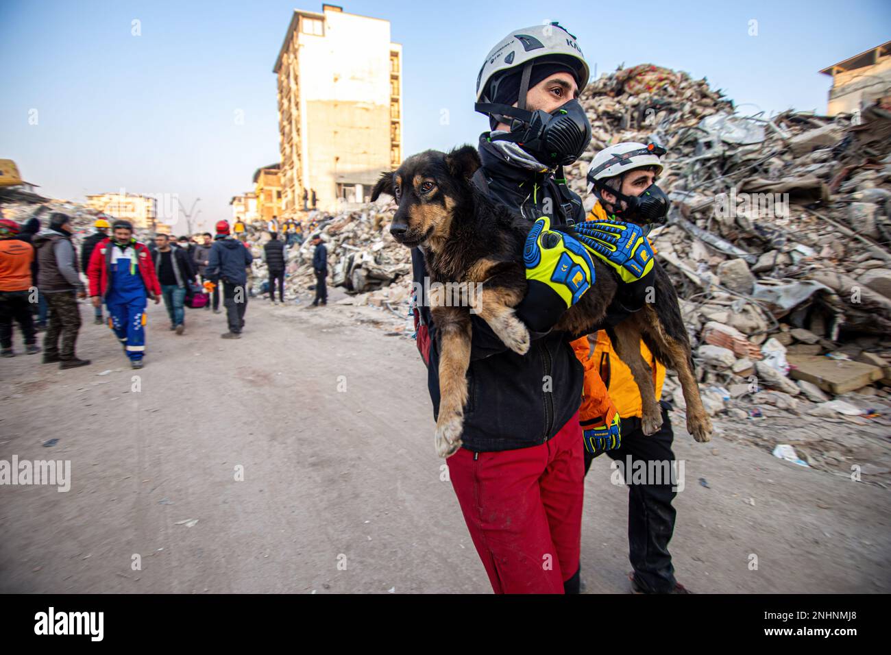 Hatay, Turkey. 12th Feb, 2023. A dog is rescued from the earthquake wreckage. The city of Hatay