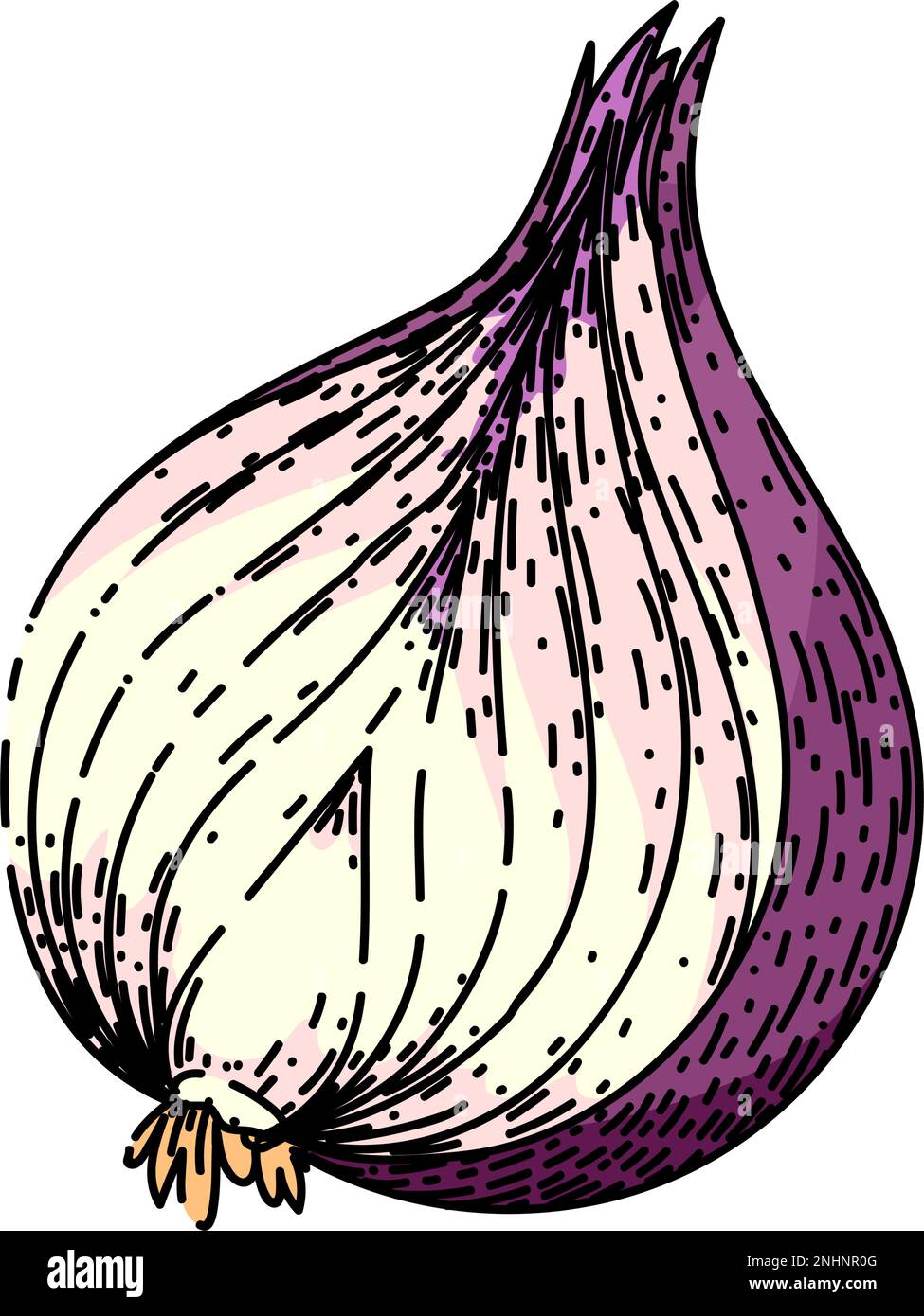 onion red sketch hand drawn vector illustration Stock Vector