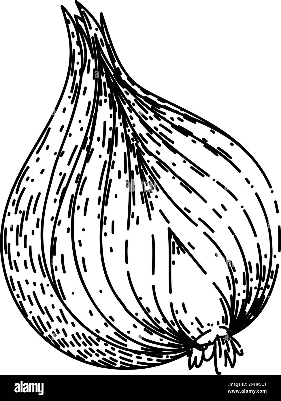 onion red sketch hand drawn vector illustration Stock Vector Image