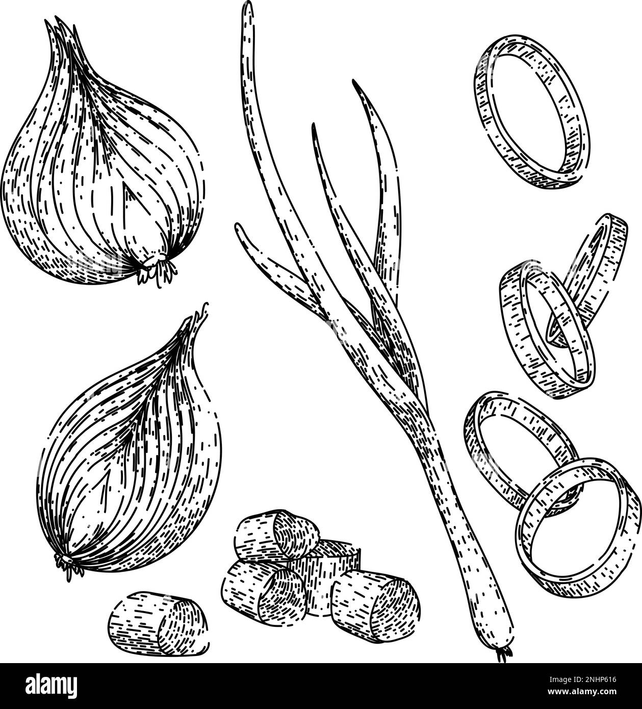 onion white red set sketch hand drawn vector Stock Vector Image & Art ...