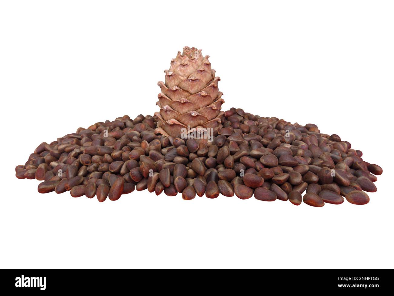 Cedar cone on cedar seeds, isolated on white. Clipping Path included