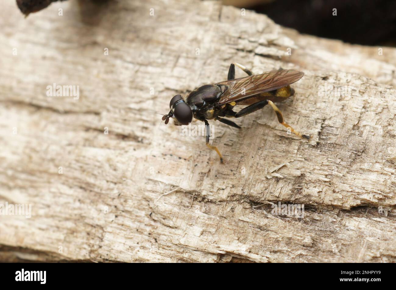Closeup on a Lazy wood fly, Xylota segnis, sitting on wood in the forrest Stock Photo