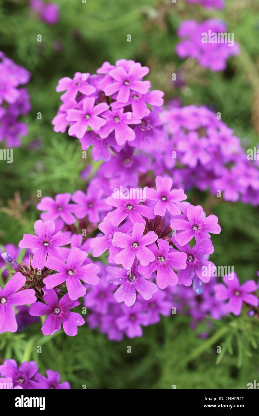 Closeup of Bunches of Gorgeous Verbena Rigida Flowers Blossoming in the Garden Stock Photo