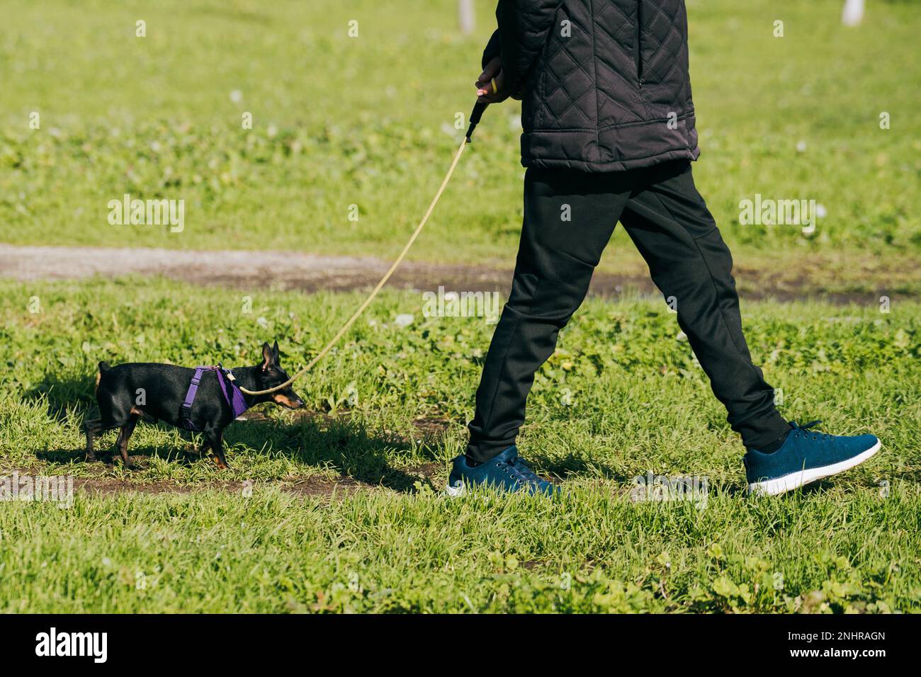 Picture of The Daily routine. A Man and His Canine Companion on a Park Walk Stock ...
