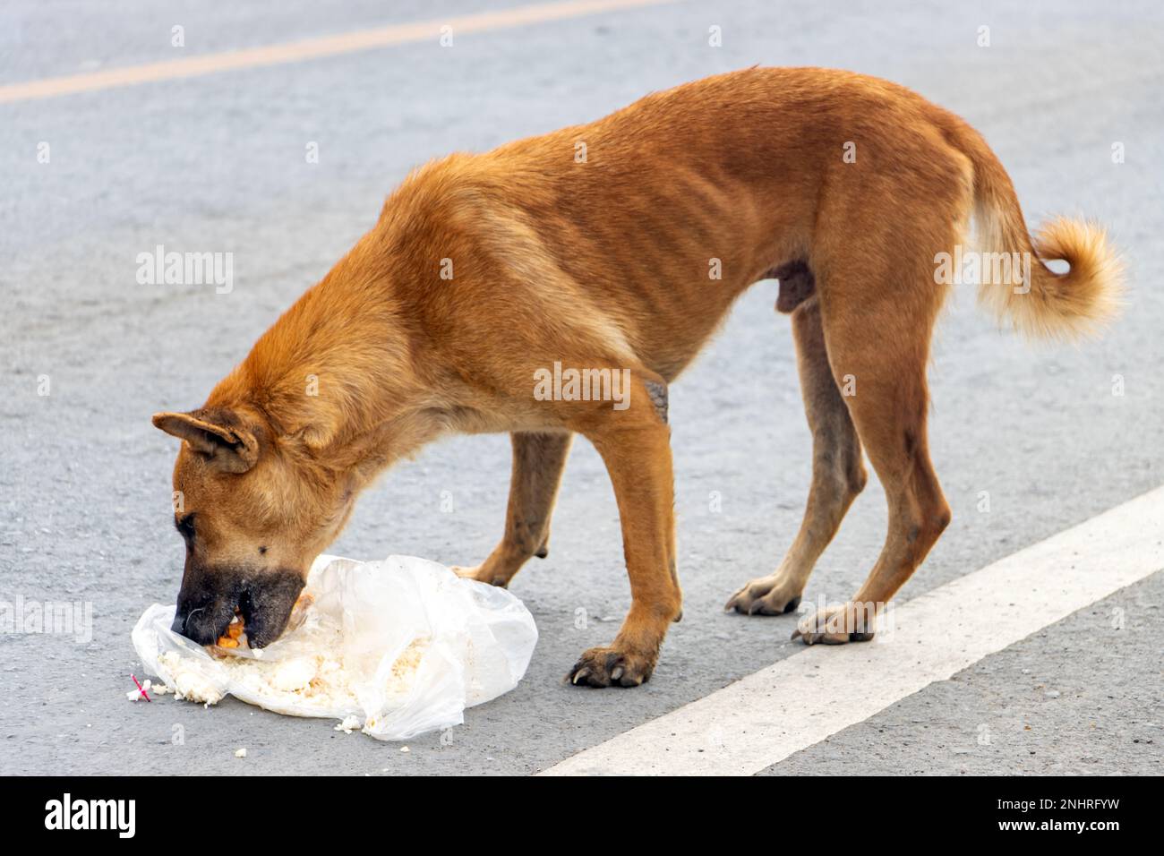 A hungry dog eats boiled rice in a plastic bag on the side of the road, Thailand Stock Photo