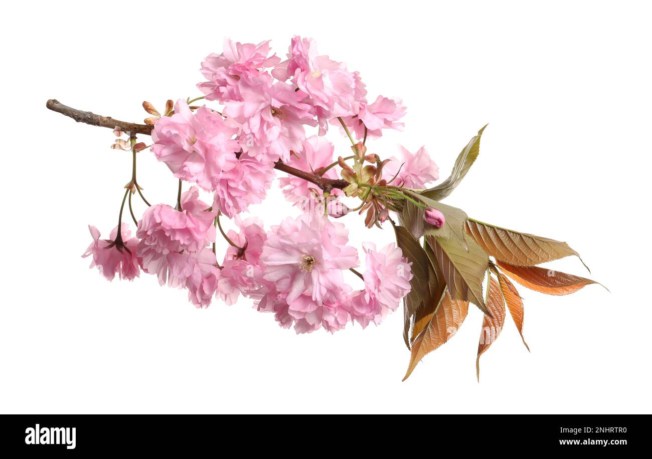 Beautiful sakura tree branch with pink flowers isolated on white Stock ...