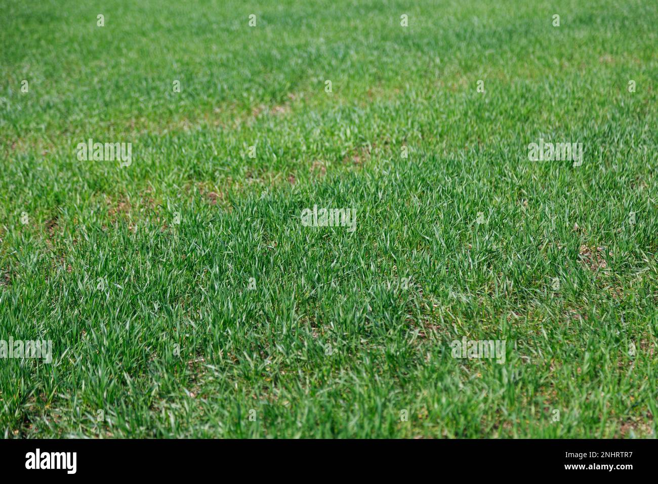 Open green field with sprouts planted in rows early spring. Spikelets of wheat or erysipelas. Agricultural plantations. Farming field. Herbal or grass Stock Photo