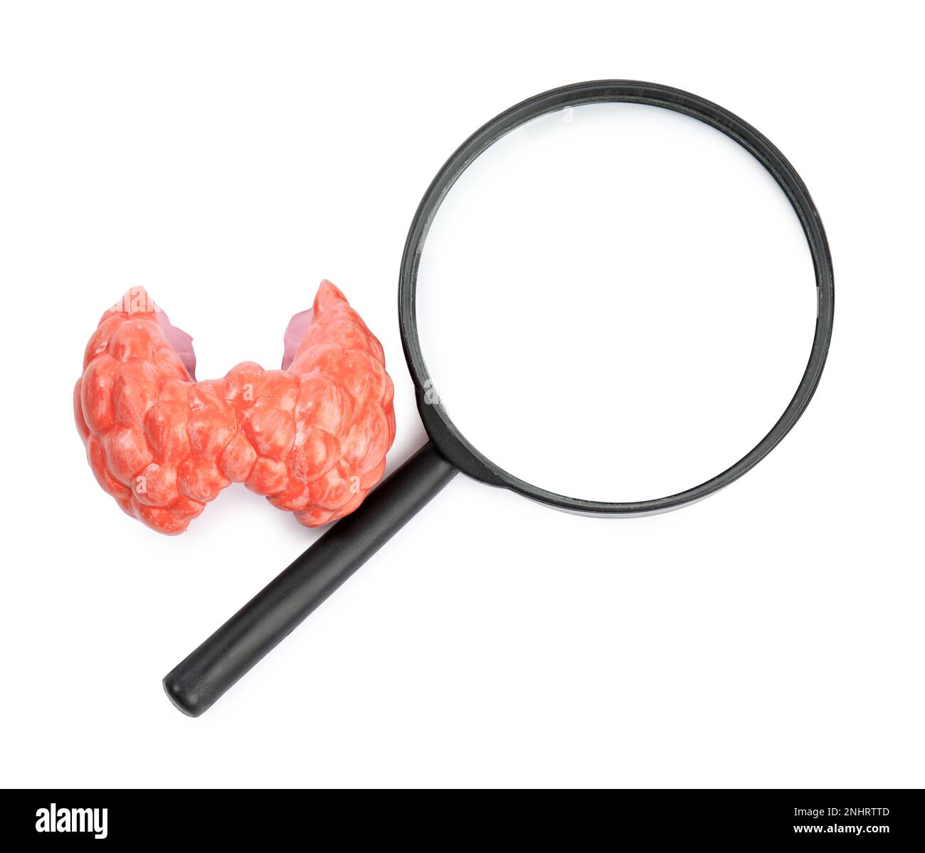 Plastic model of afflicted thyroid and magnifying glass on white background, top view Stock Photo
