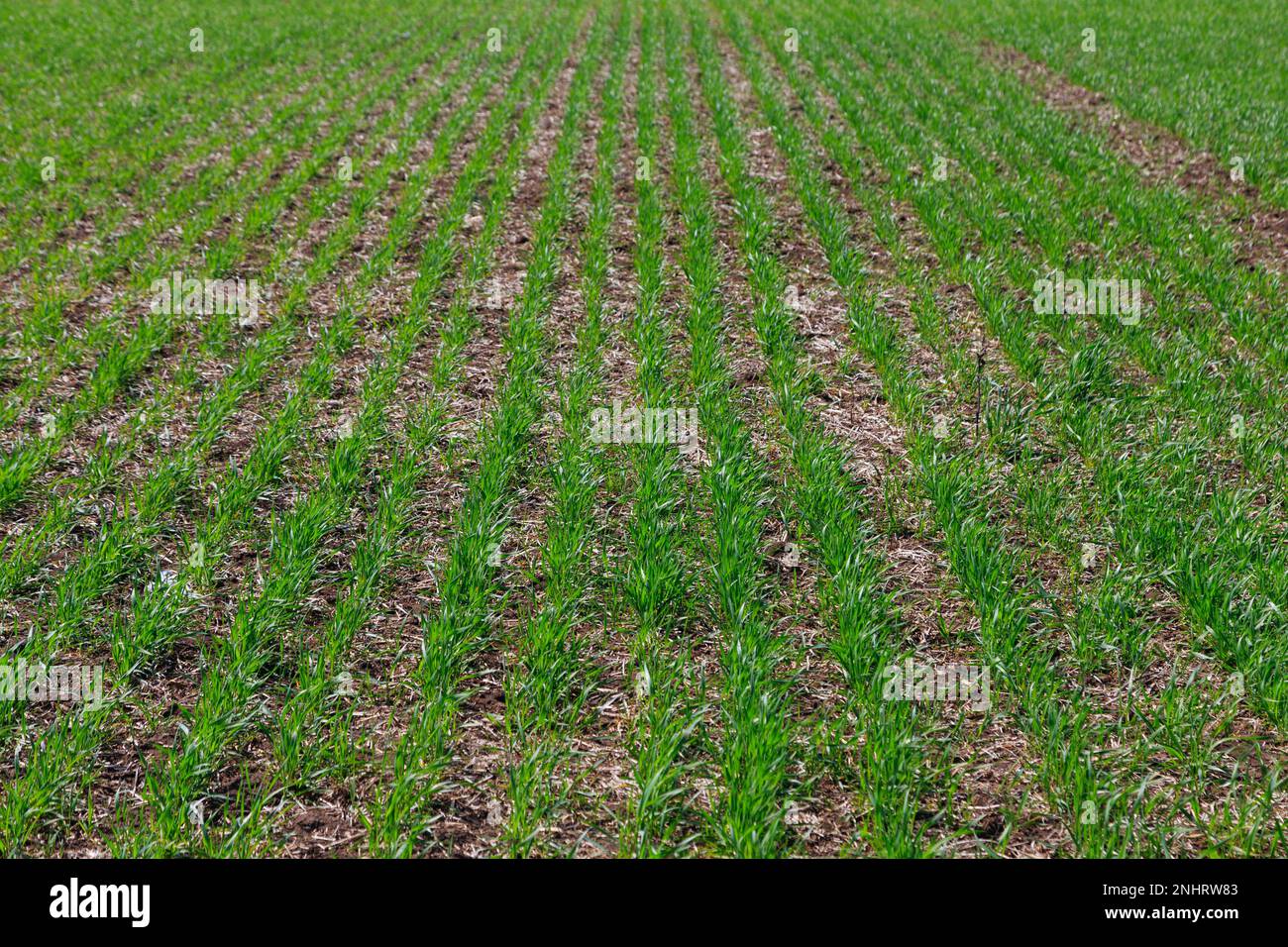 Open green field with sprouts planted in rows early spring. Spikelets of wheat or erysipelas. Agricultural plantations. Farming field. Herbal or grass Stock Photo