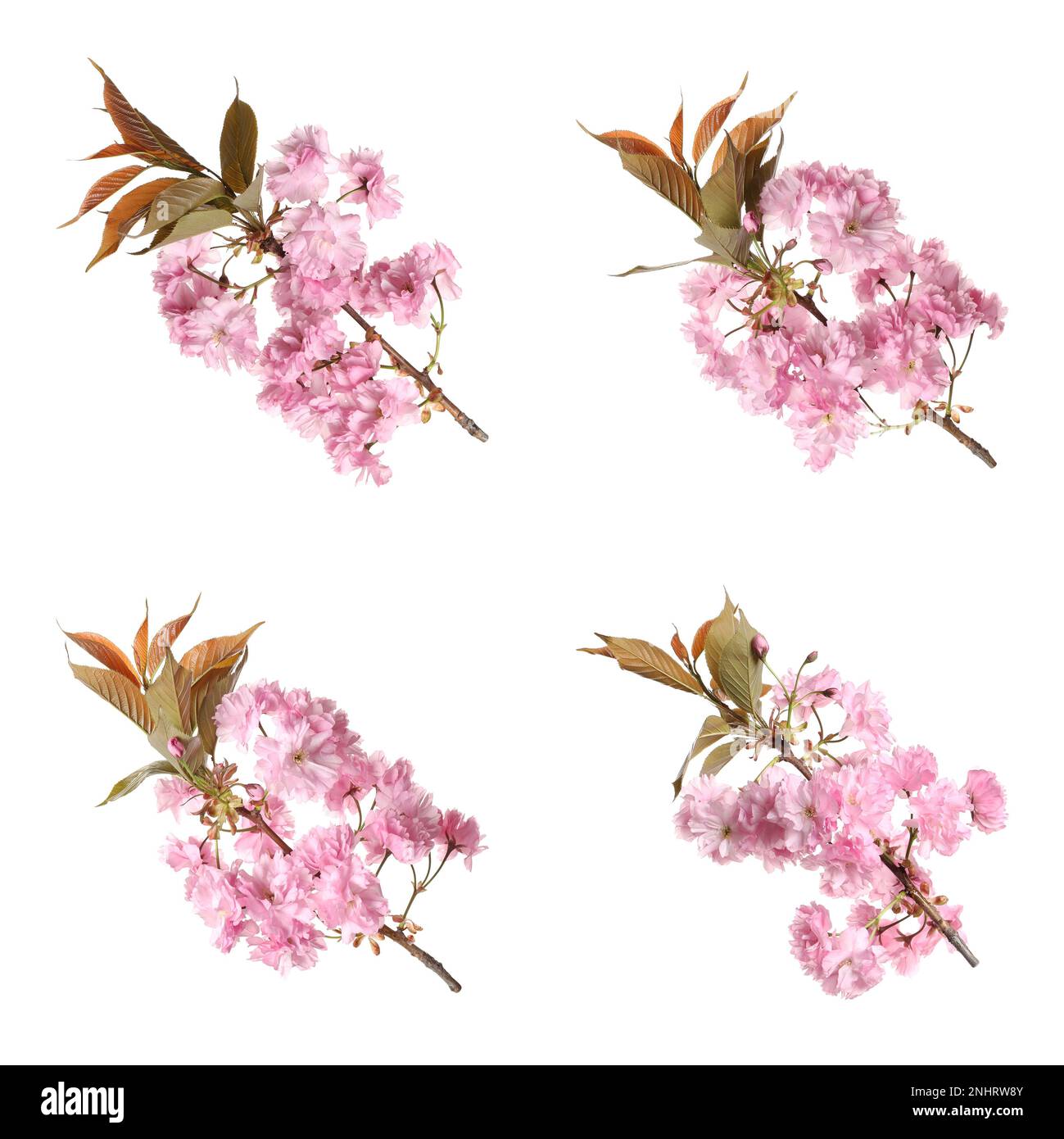 Set of beautiful sakura tree branches with pink flowers on white ...