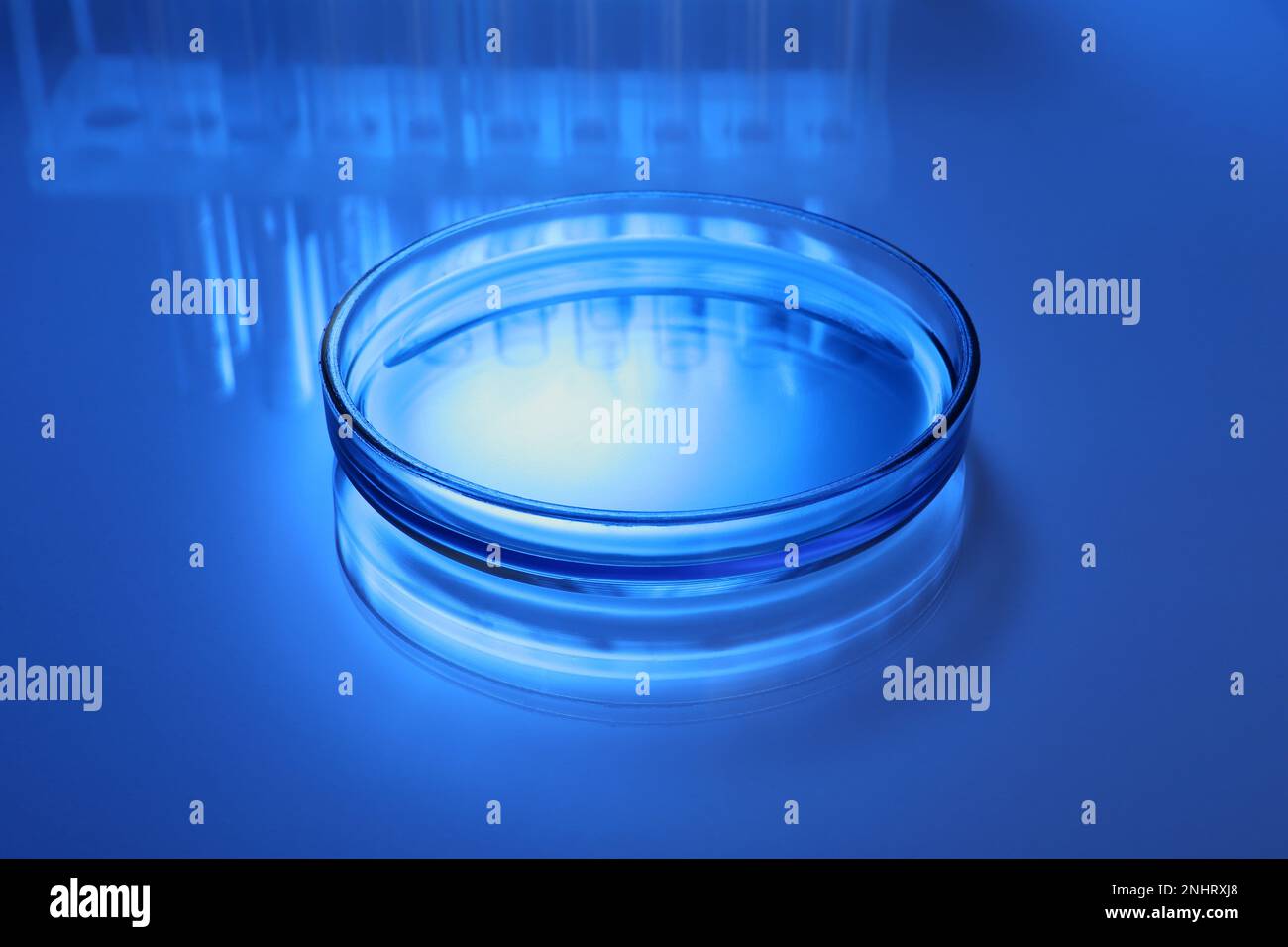 Petri dish with liquid on table, toned in blue Stock Photo - Alamy