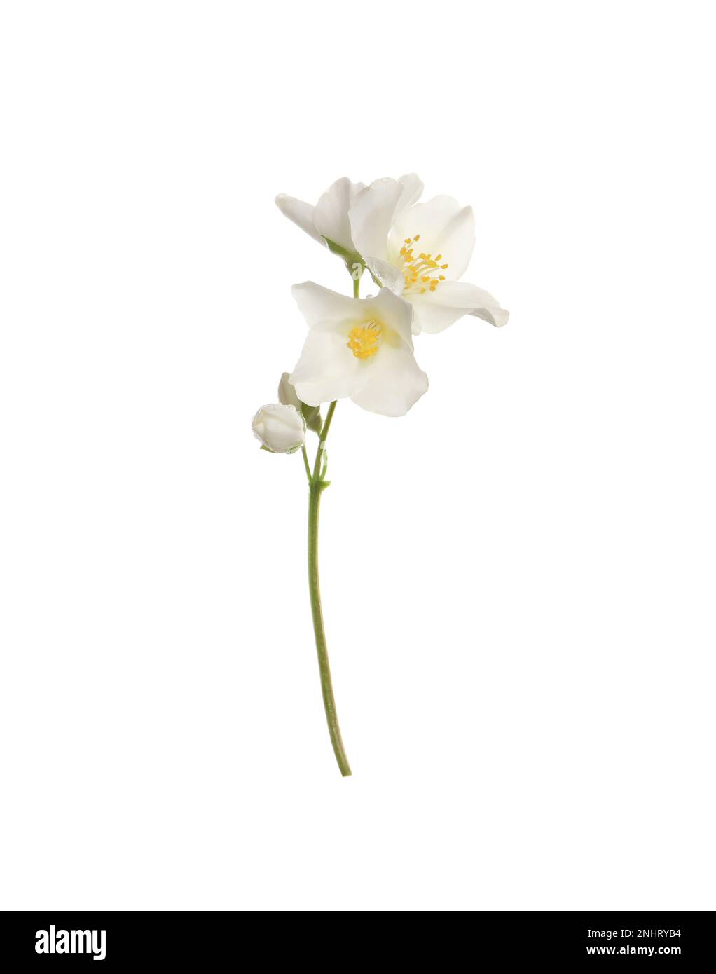 Beautiful flowers of jasmine plant isolated on white Stock Photo - Alamy