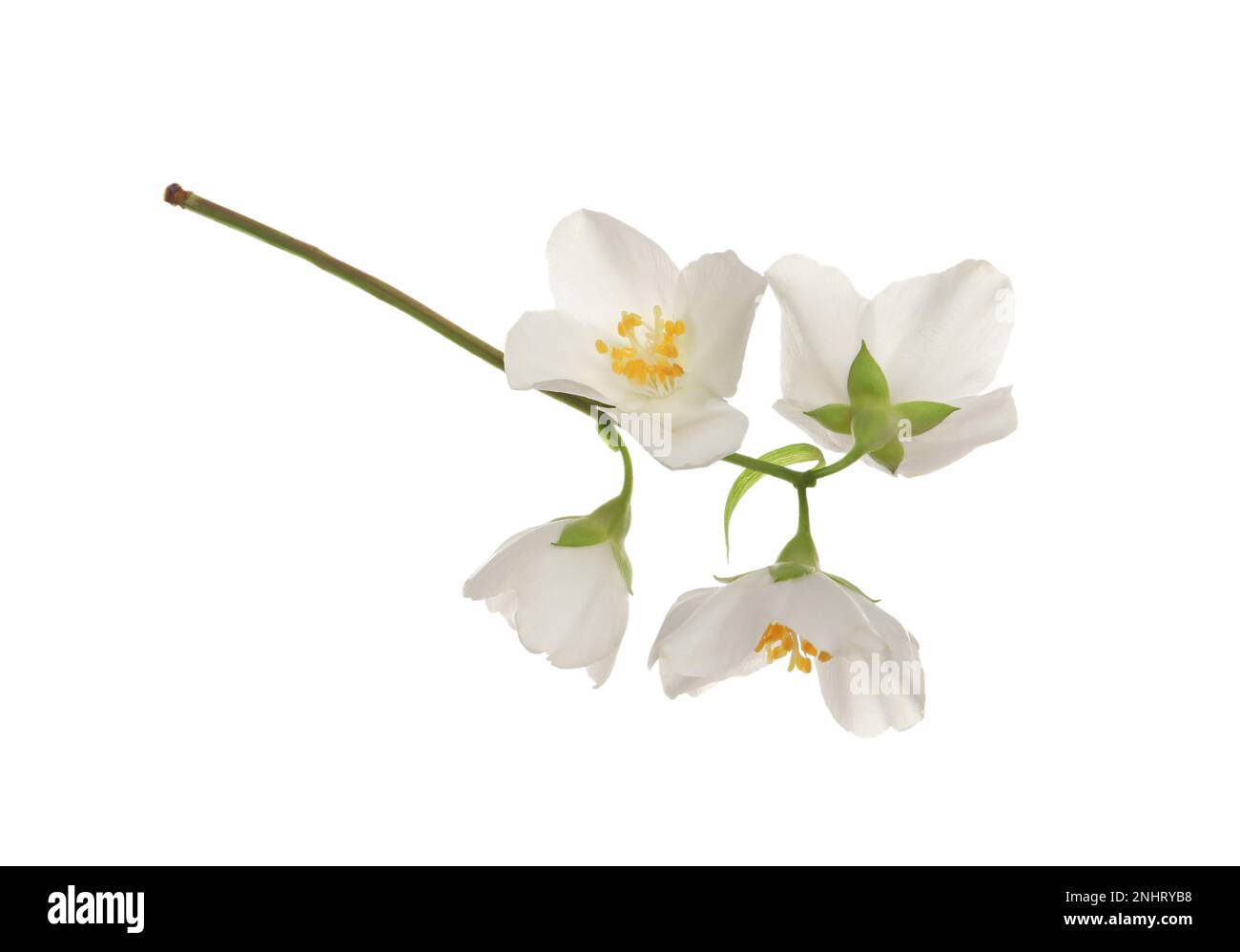 Beautiful flowers of jasmine plant isolated on white Stock Photo - Alamy