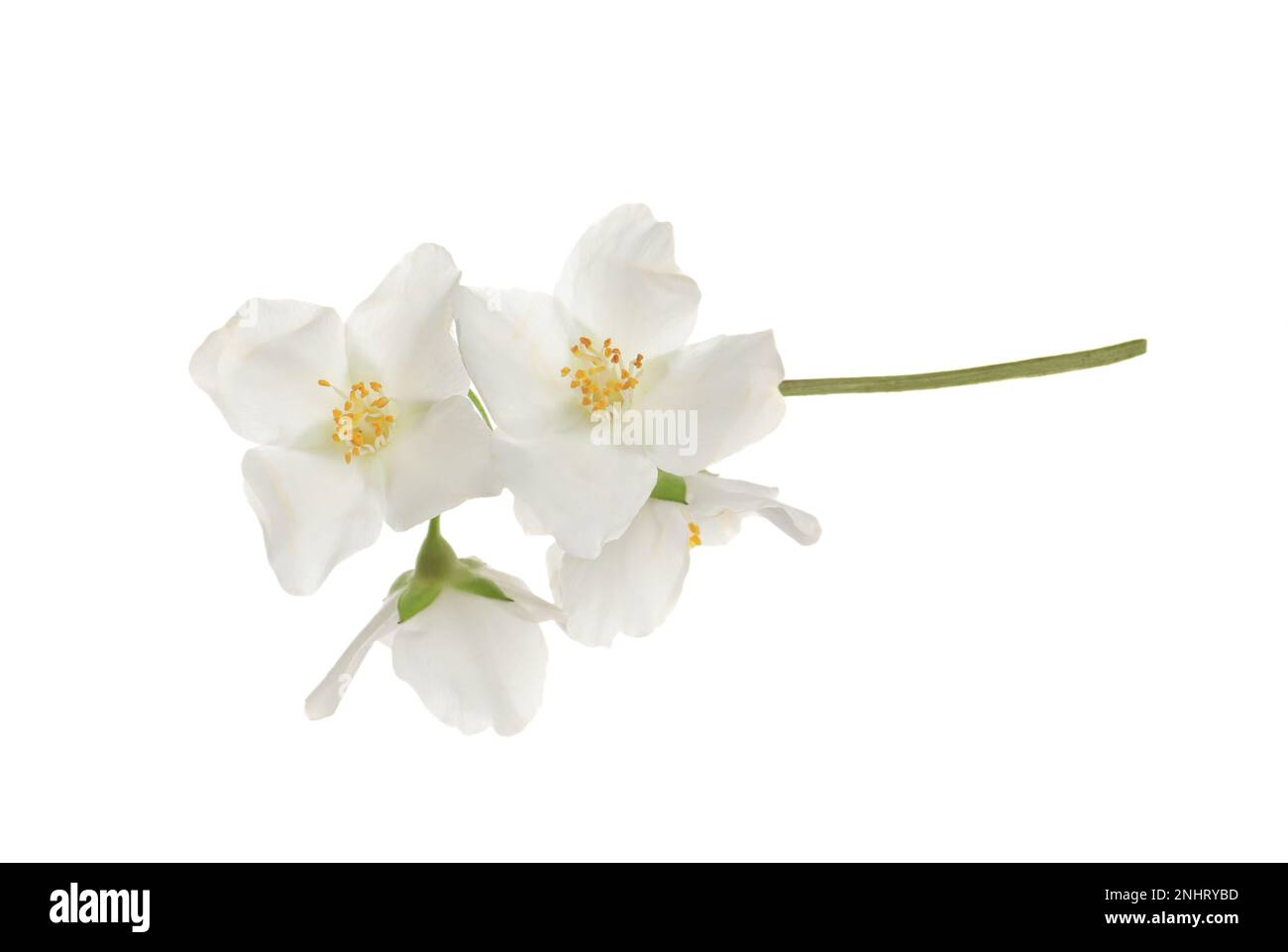 Beautiful flowers of jasmine plant isolated on white Stock Photo - Alamy