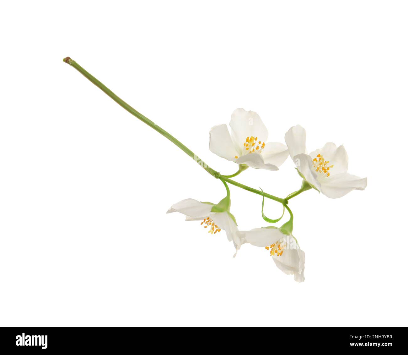 Beautiful flowers of jasmine plant isolated on white Stock Photo - Alamy
