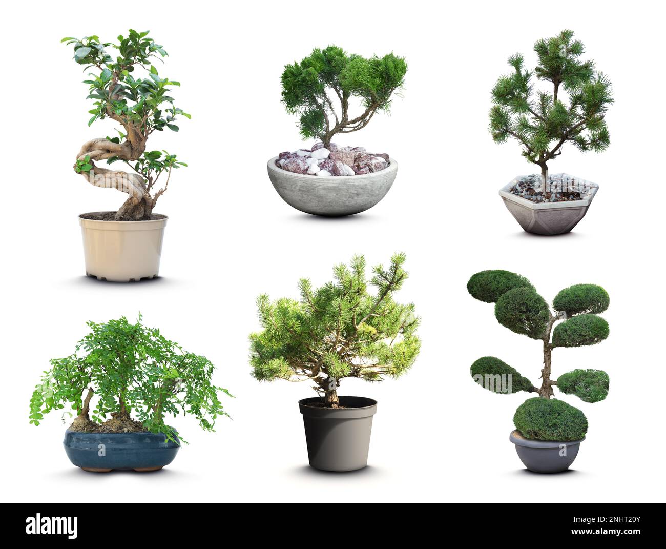 Garden collection of bonsai trees hi-res stock photography and images -  Page 2 - Alamy
